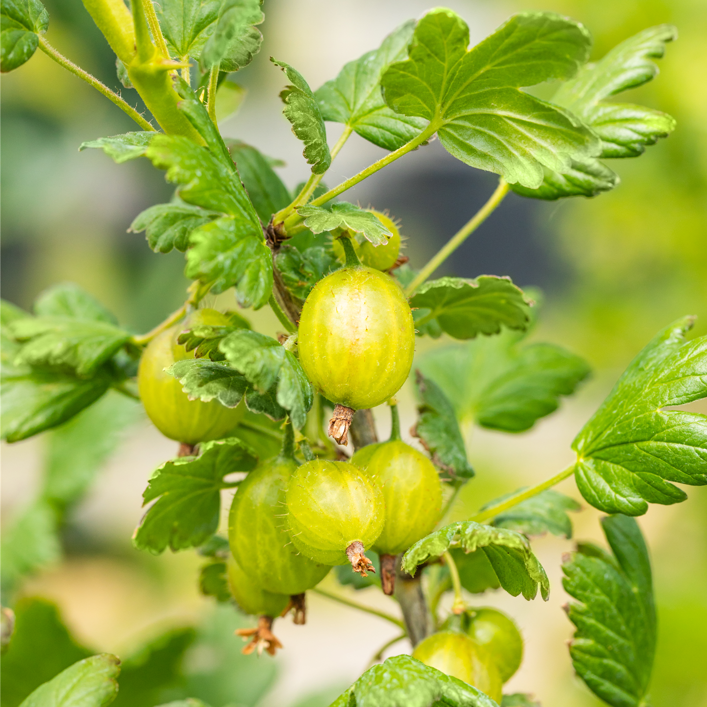 Ribes uva-crispa 'Hinnonmäki', grün (GS664474.jpg)