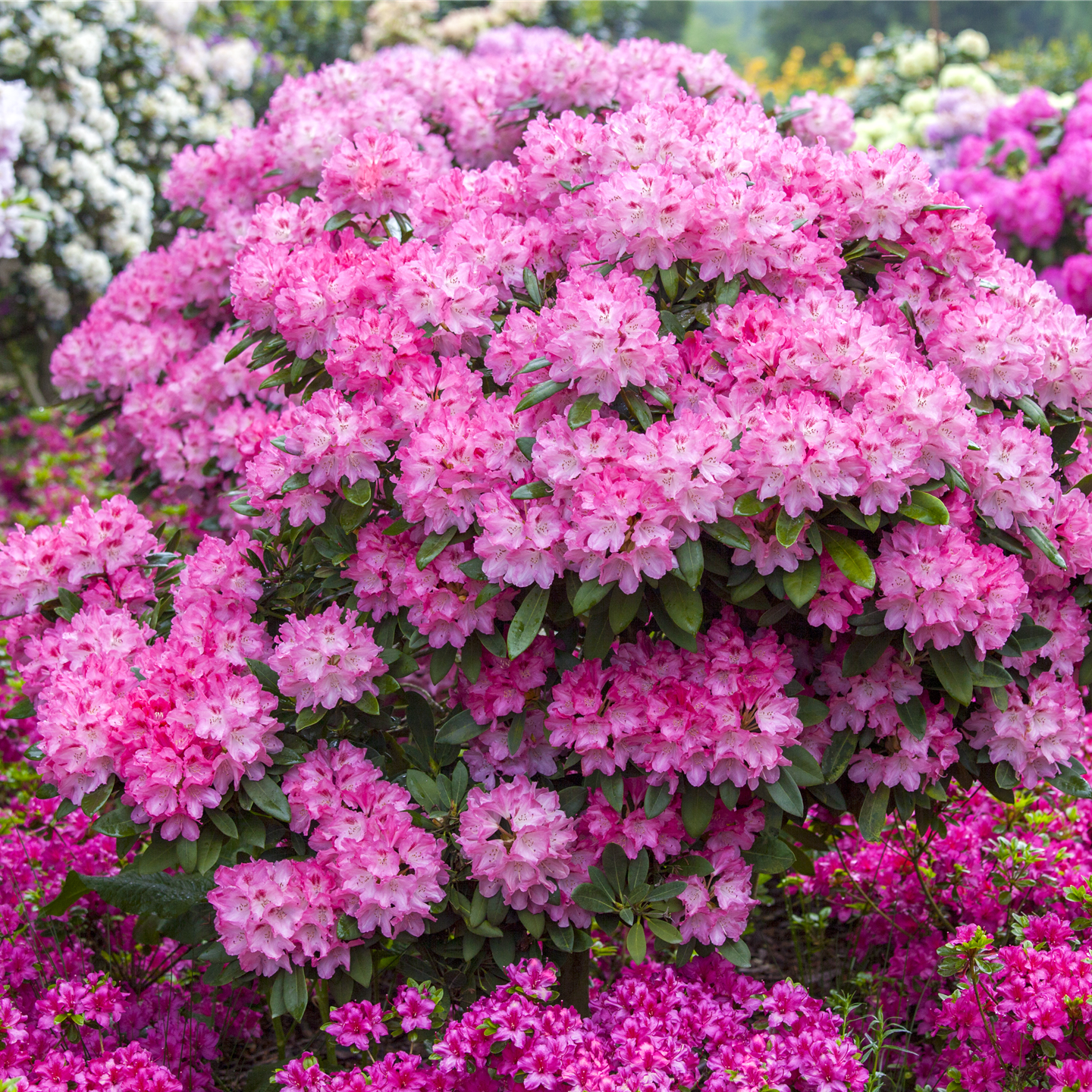 Rhododendron Hybride (großblumig)