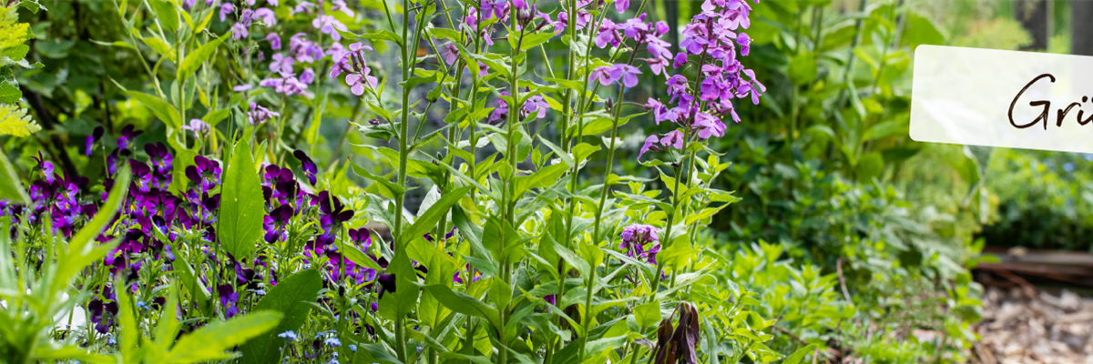 GSMW_Titelbild_Salespage-Gartenpflanzen_1920x400