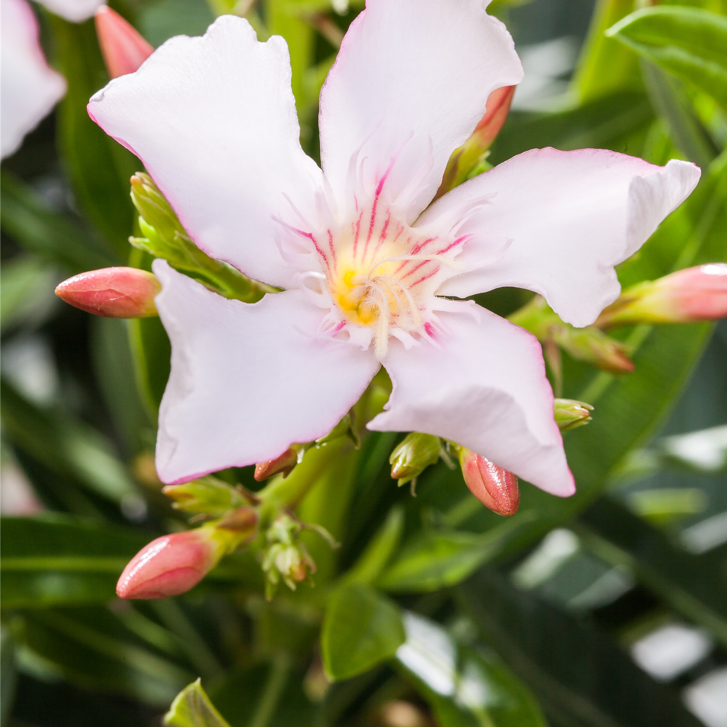 Nerium oleander, weiß