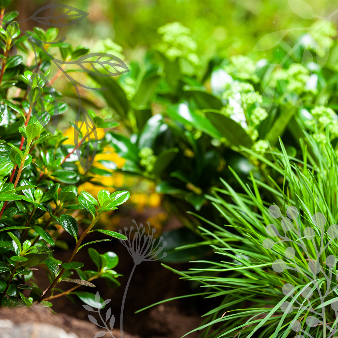 Pflanzen sorgen für Farbe im Garten