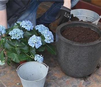 Hortensien - Einpflanzen in ein Gefäß