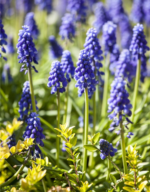 Muscari blau