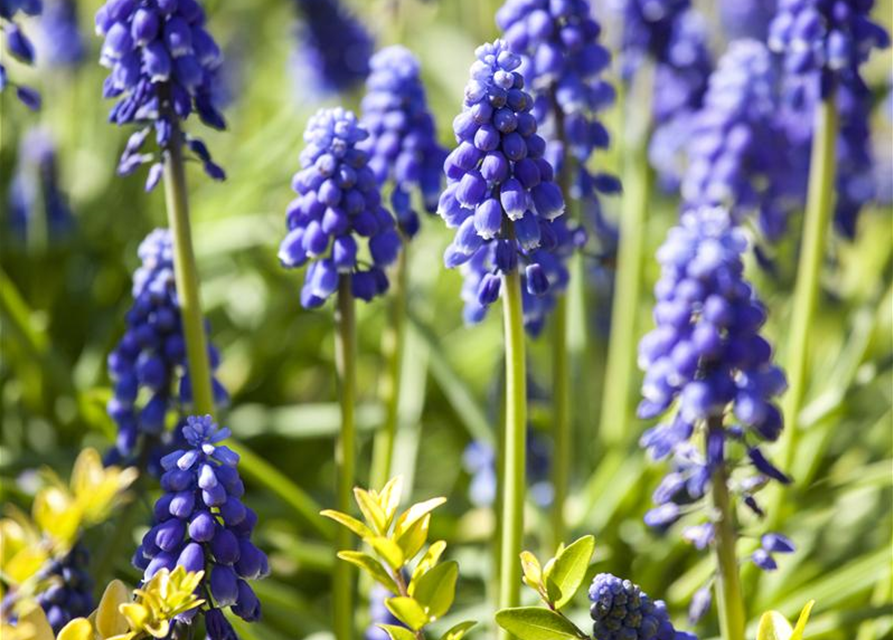 Muscari blau