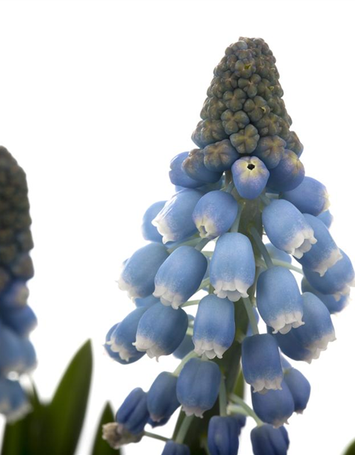 Muscari blau