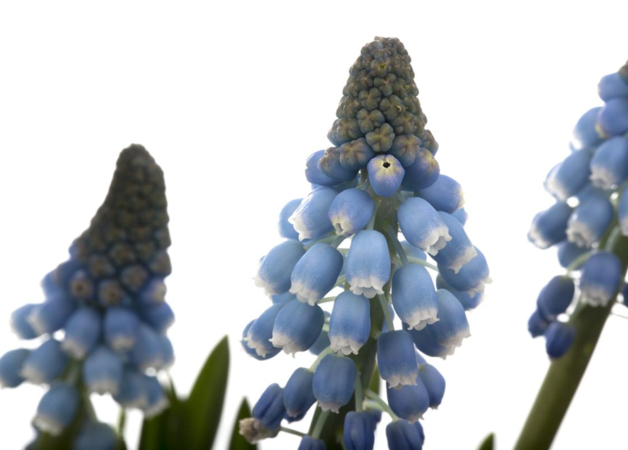 Muscari blau