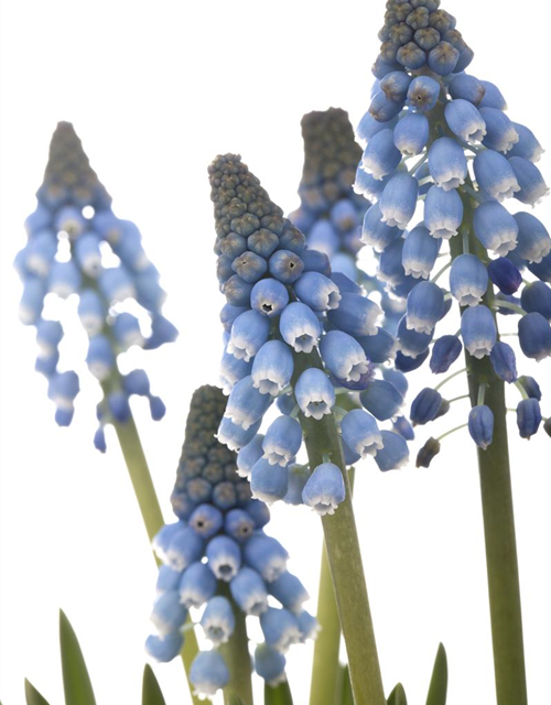 Muscari blau