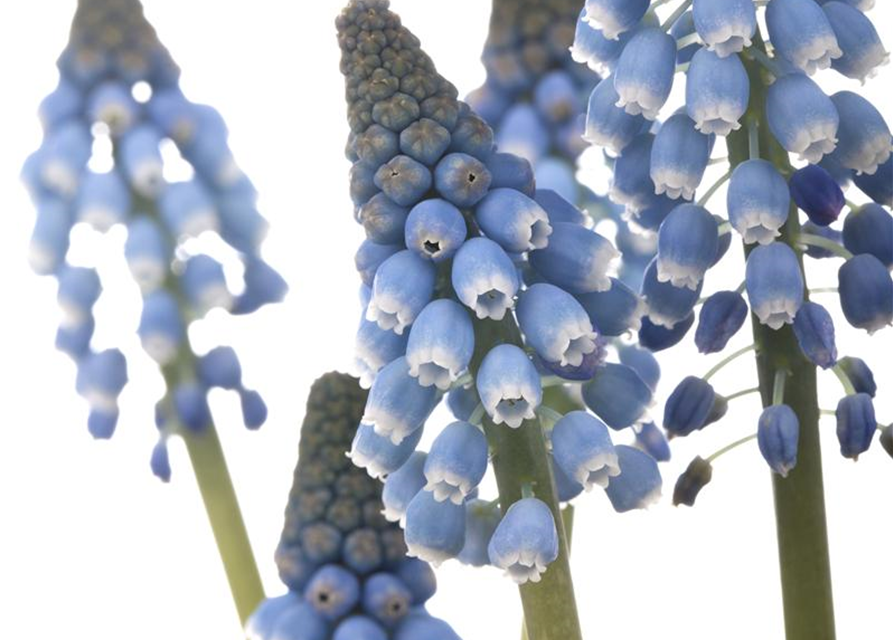 Muscari blau