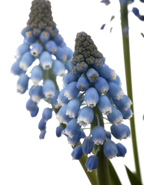 Muscari blau