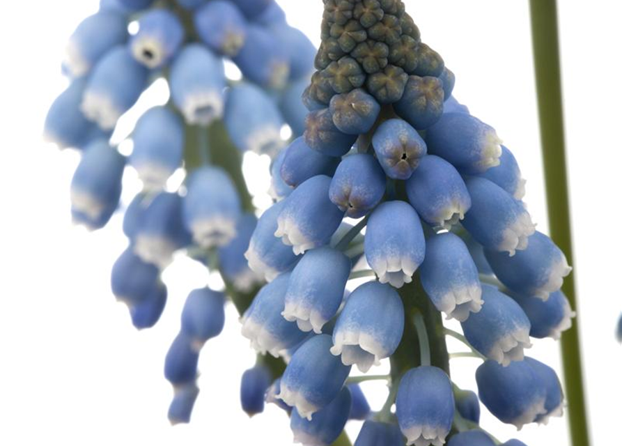 Muscari blau