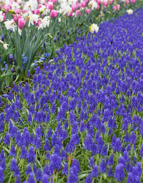 Muscari blau