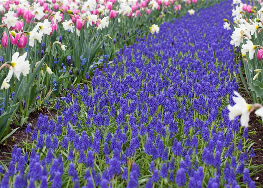 Muscari blau