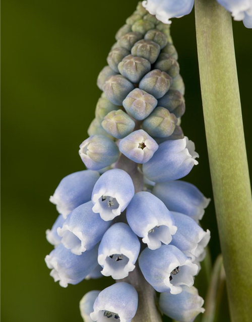 Muscari blau