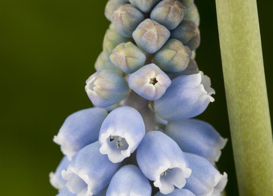 Muscari blau