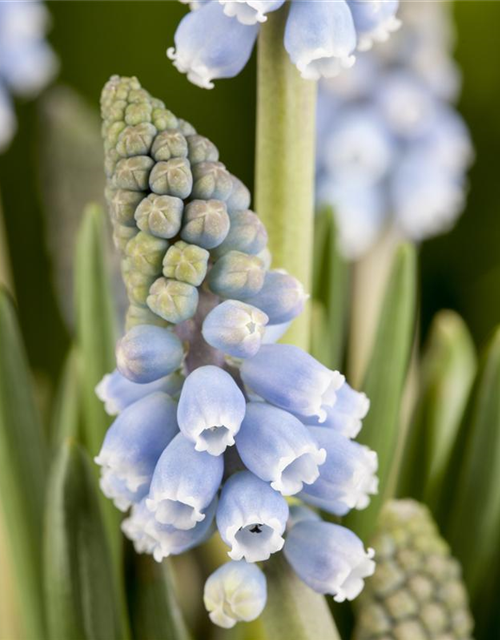 Muscari blau