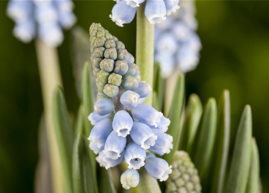 Muscari blau