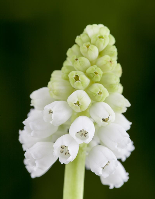 Muscari weiss