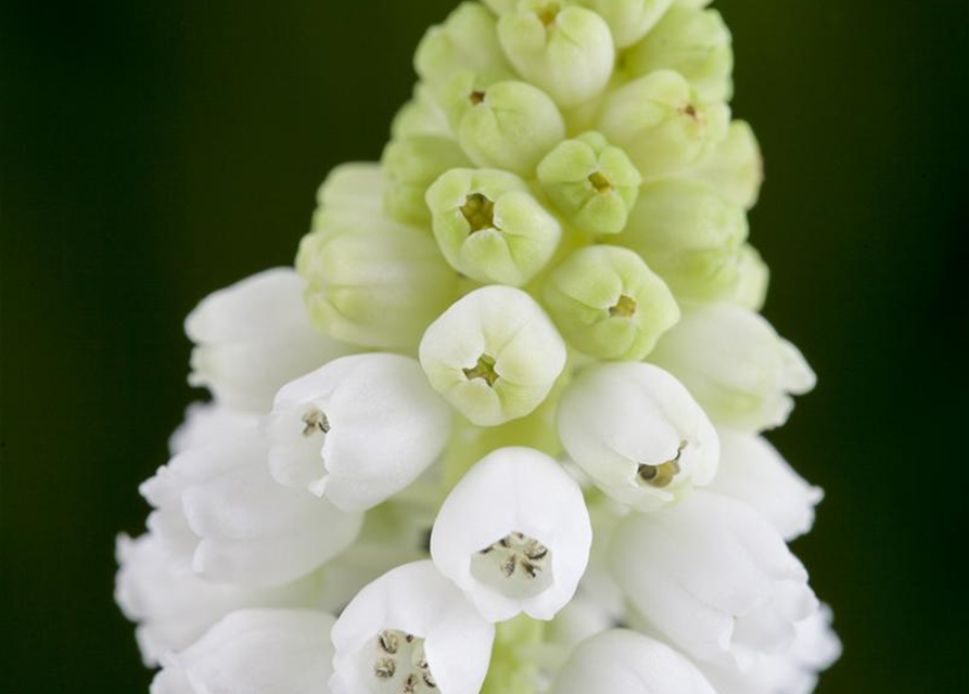 Muscari weiss