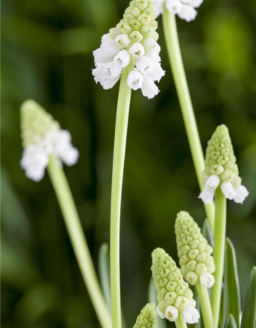 Muscari weiss