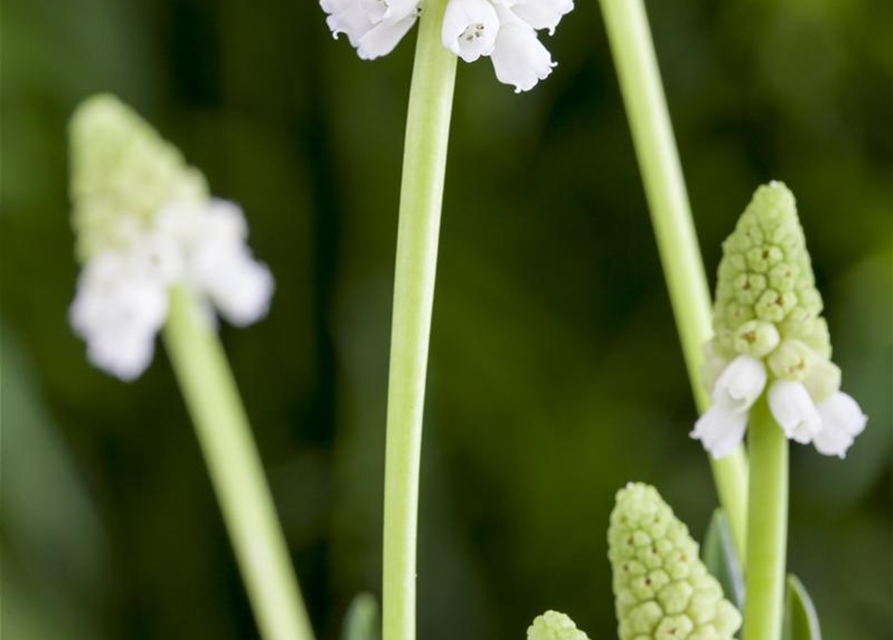 Muscari weiss