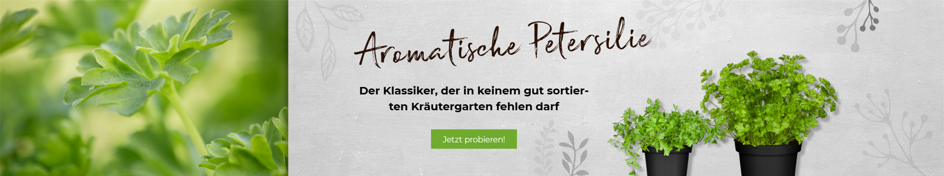 Aromatische Petersilie darf in keinem Garten fehlen