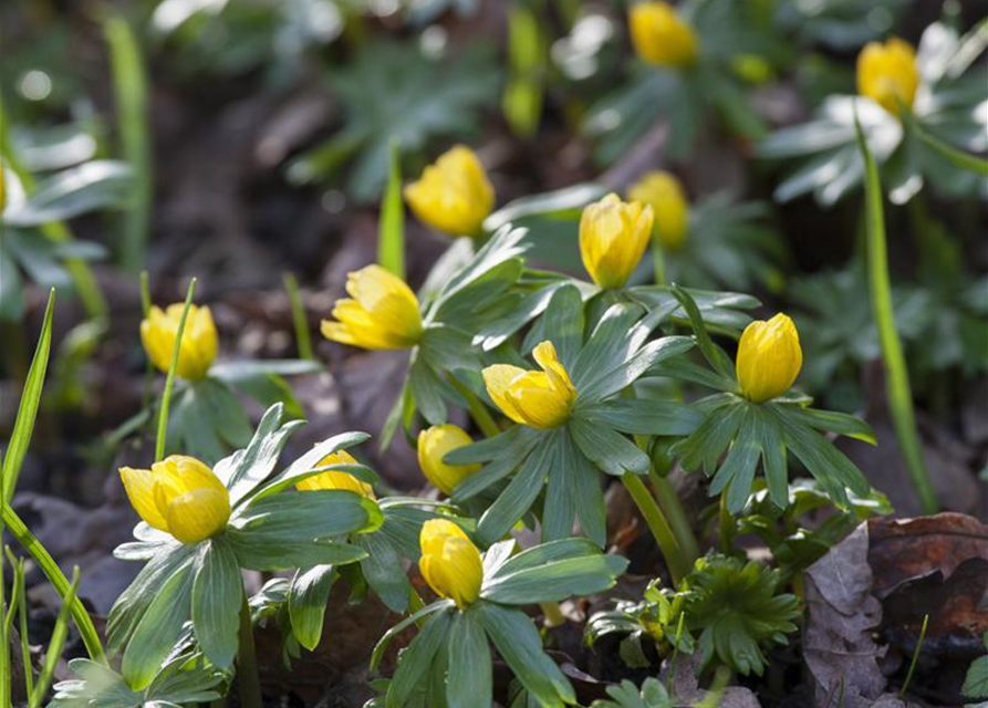 Winterlinge Eranthis