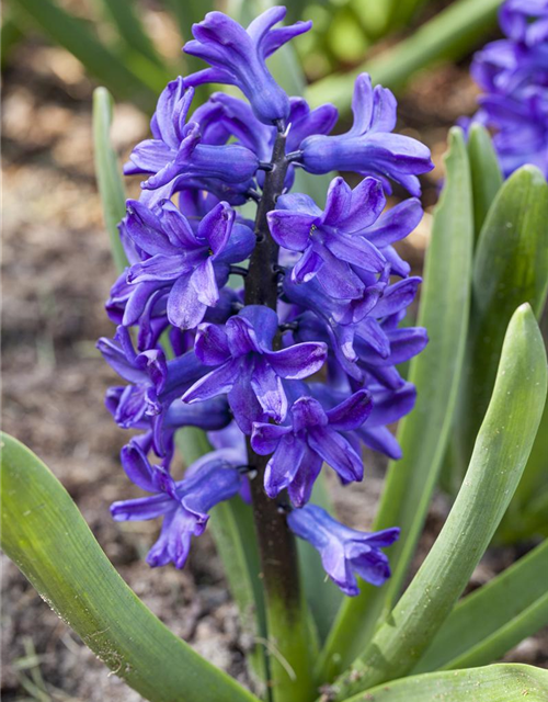 Hyacinthus