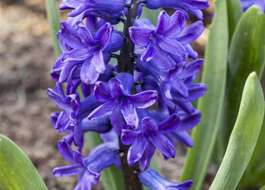 Hyacinthus