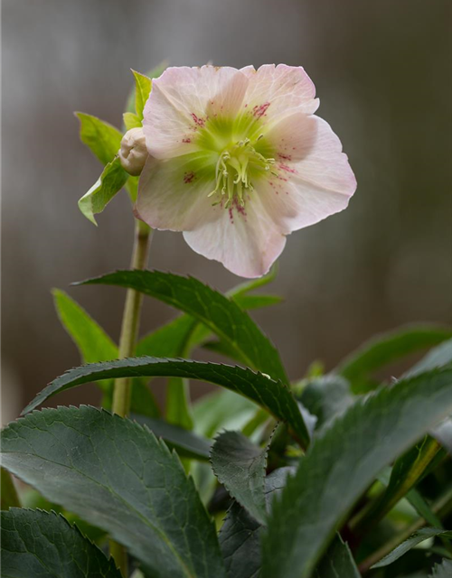 Frühlings-Christrose