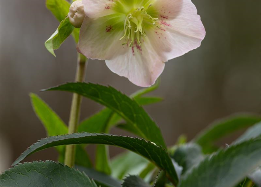 Frühlings-Christrose