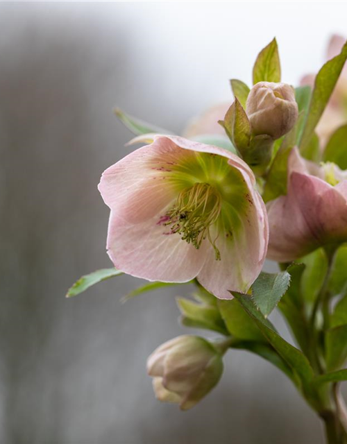 Frühlings-Christrose