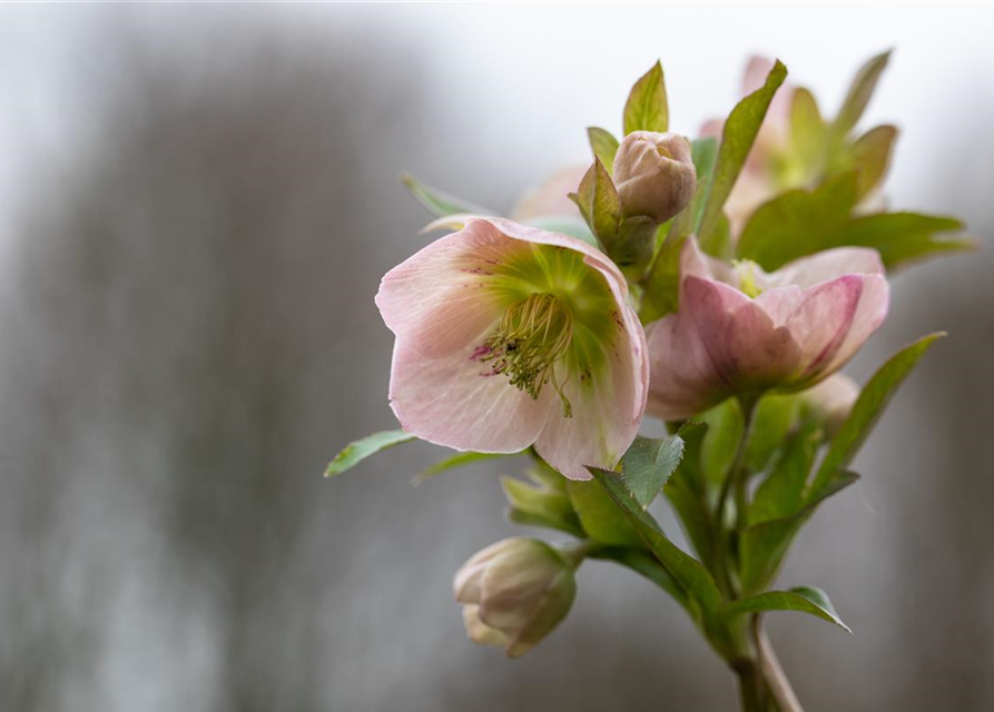 Frühlings-Christrose