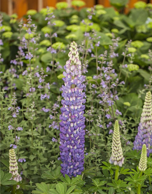 Lupinus Polyphyllus Mix Saatgut