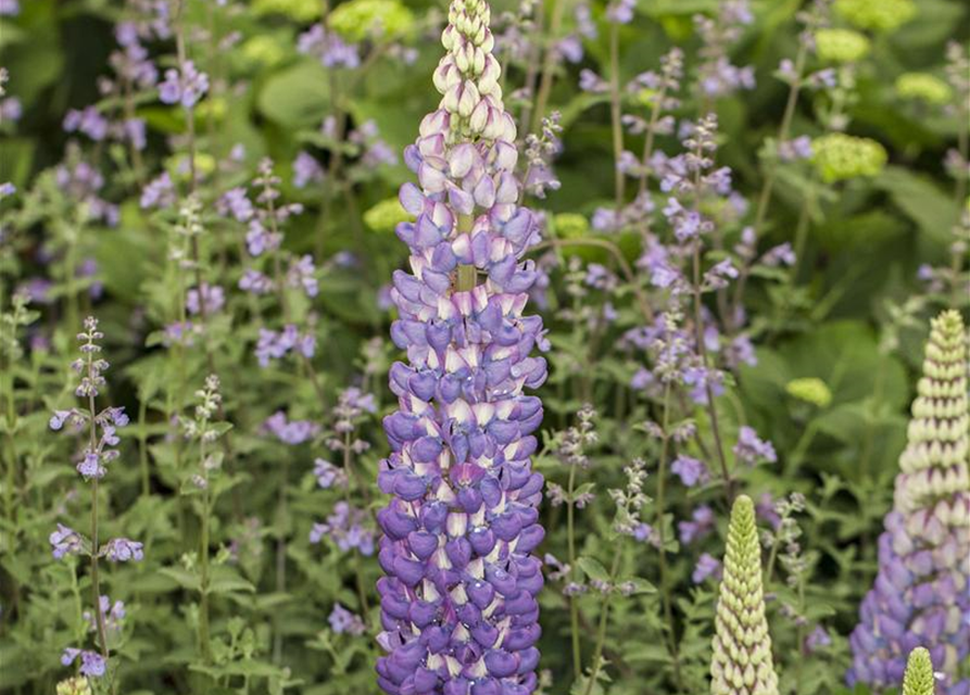 Lupinus Polyphyllus Mix Saatgut