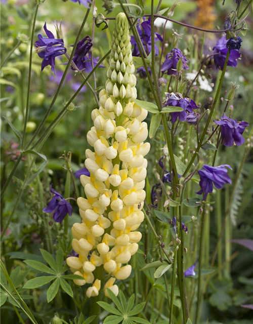 Lupinus Polyphyllus Mix Saatgut