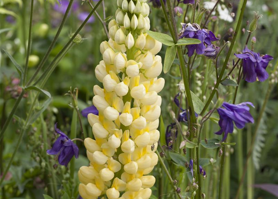 Lupinus Polyphyllus Mix Saatgut