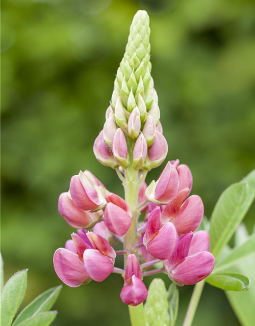 Lupinus Polyphyllus Mix Saatgut