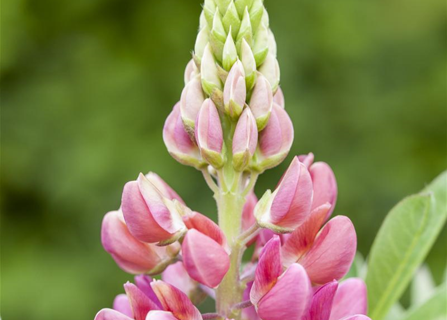 Lupinus Polyphyllus Mix Saatgut