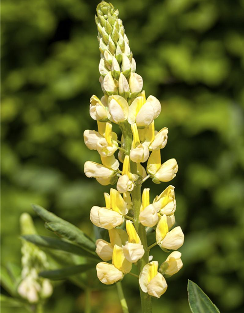 Lupinus Polyphyllus Mix Saatgut