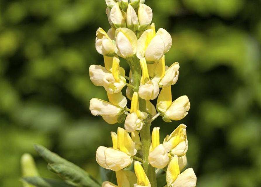 Lupinus Polyphyllus Mix Saatgut