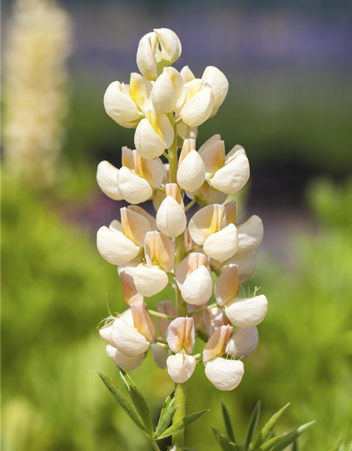 Lupinus Polyphyllus Mix Saatgut