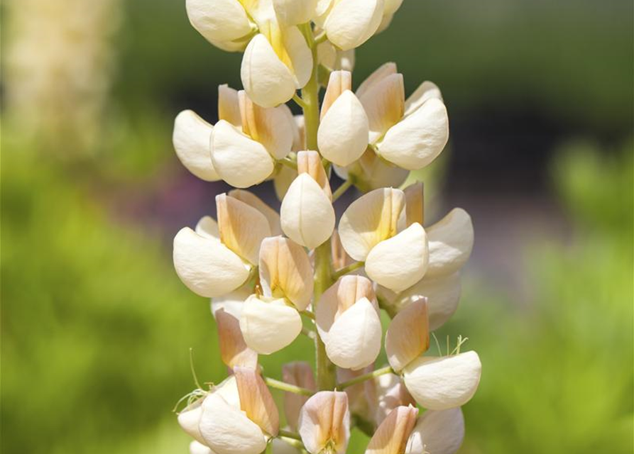 Lupinus Polyphyllus Mix Saatgut