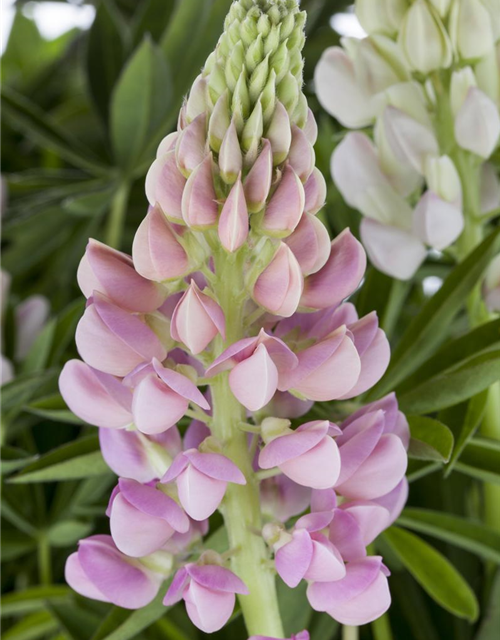 Lupinus Polyphyllus Mix Saatgut