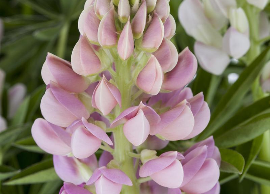 Lupinus Polyphyllus Mix Saatgut