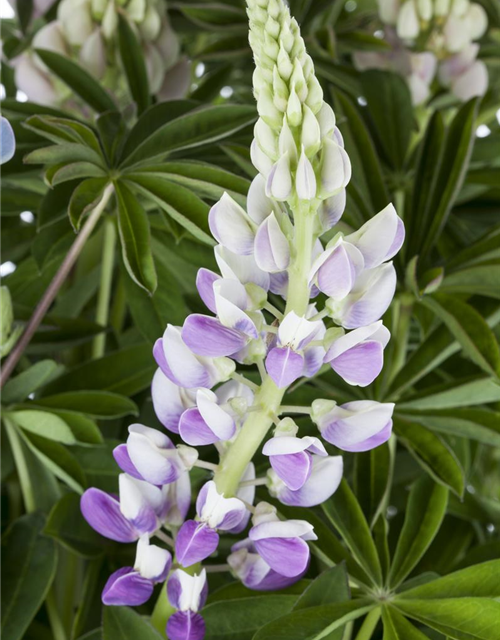 Lupinus Polyphyllus Mix Saatgut