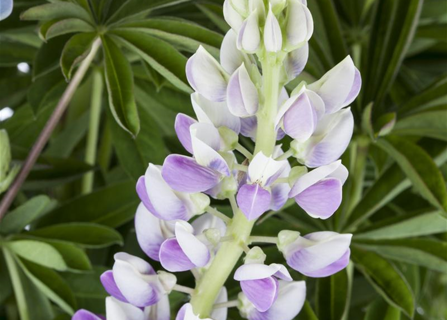 Lupinus Polyphyllus Mix Saatgut