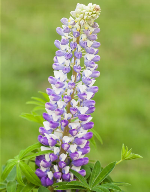 Lupinus Polyphyllus Mix Saatgut