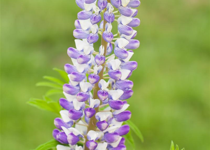 Lupinus Polyphyllus Mix Saatgut