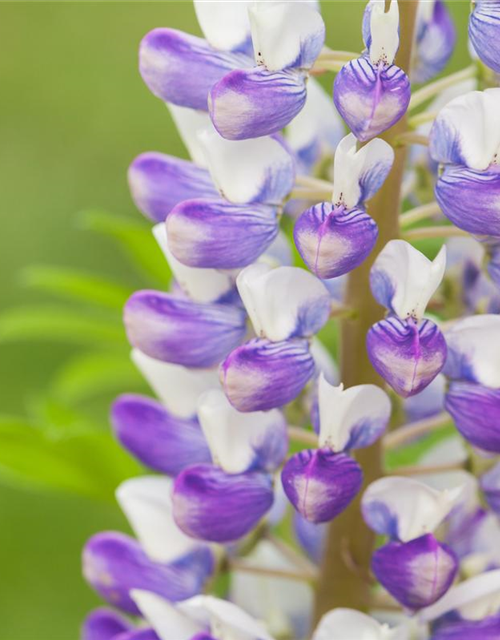 Lupinus Polyphyllus Mix Saatgut