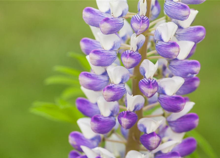 Lupinus Polyphyllus Mix Saatgut